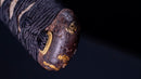 Katana Japonais Antique - Fin Muromachi - 66,6 cm